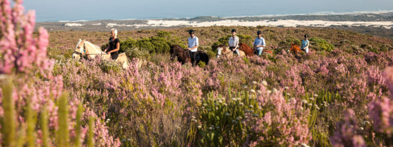 web-grootbos-experience-horse-riding-reserve-04