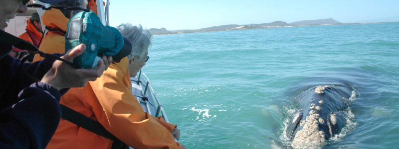 web-grootbos-experience-whale-watching-boat-02