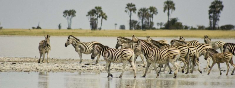 zebra_Migration
