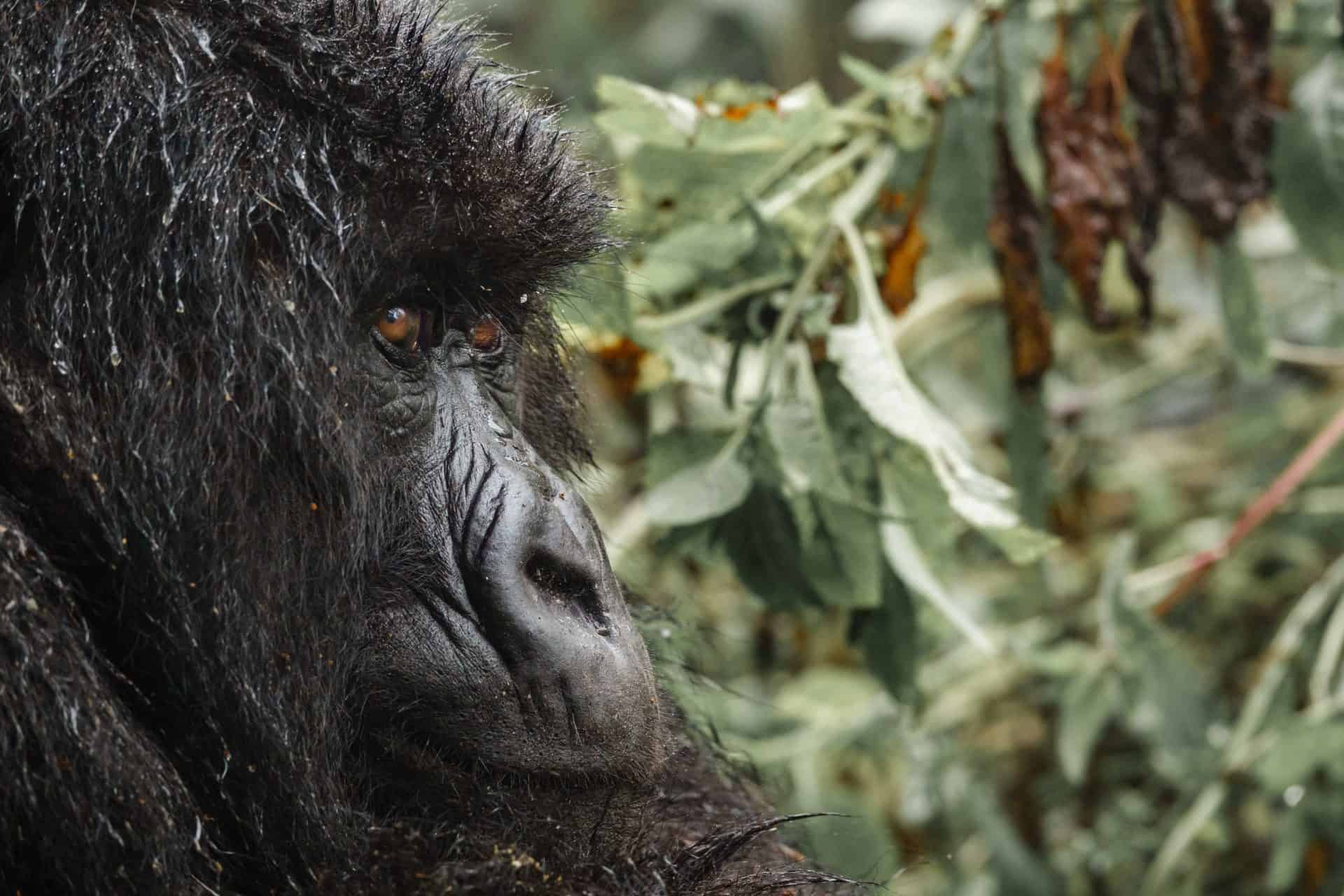Closeup of mountain gorilla face