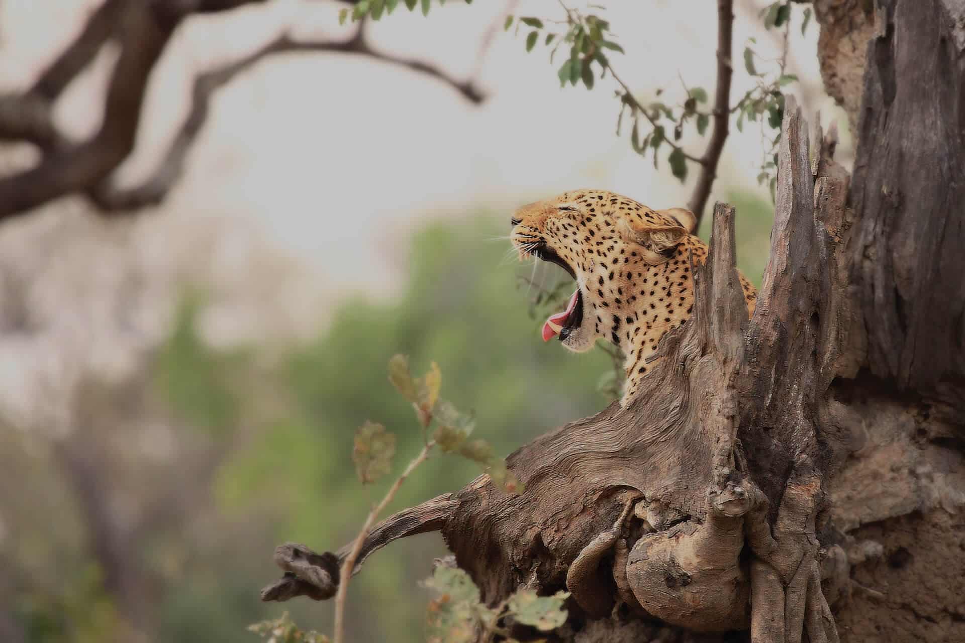 kruger-national-park-leopard