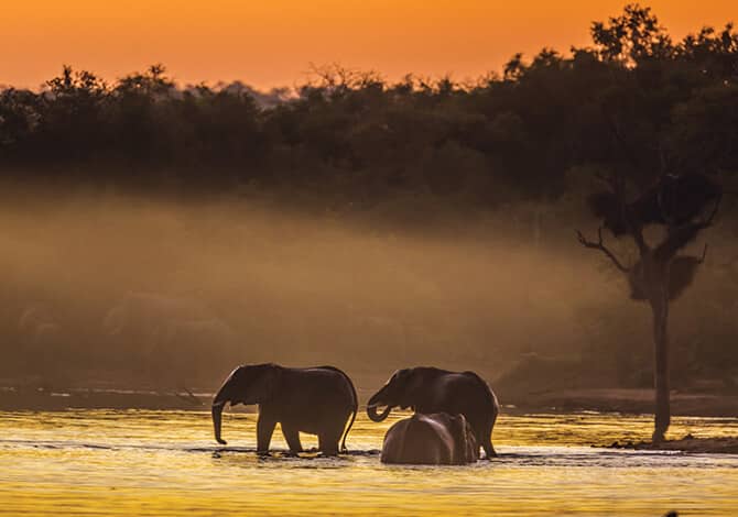 Elephants wading through a river at sunset, with the warm glow of the sky and mist rising above the water, taken in Kruger National Park, South Africa.