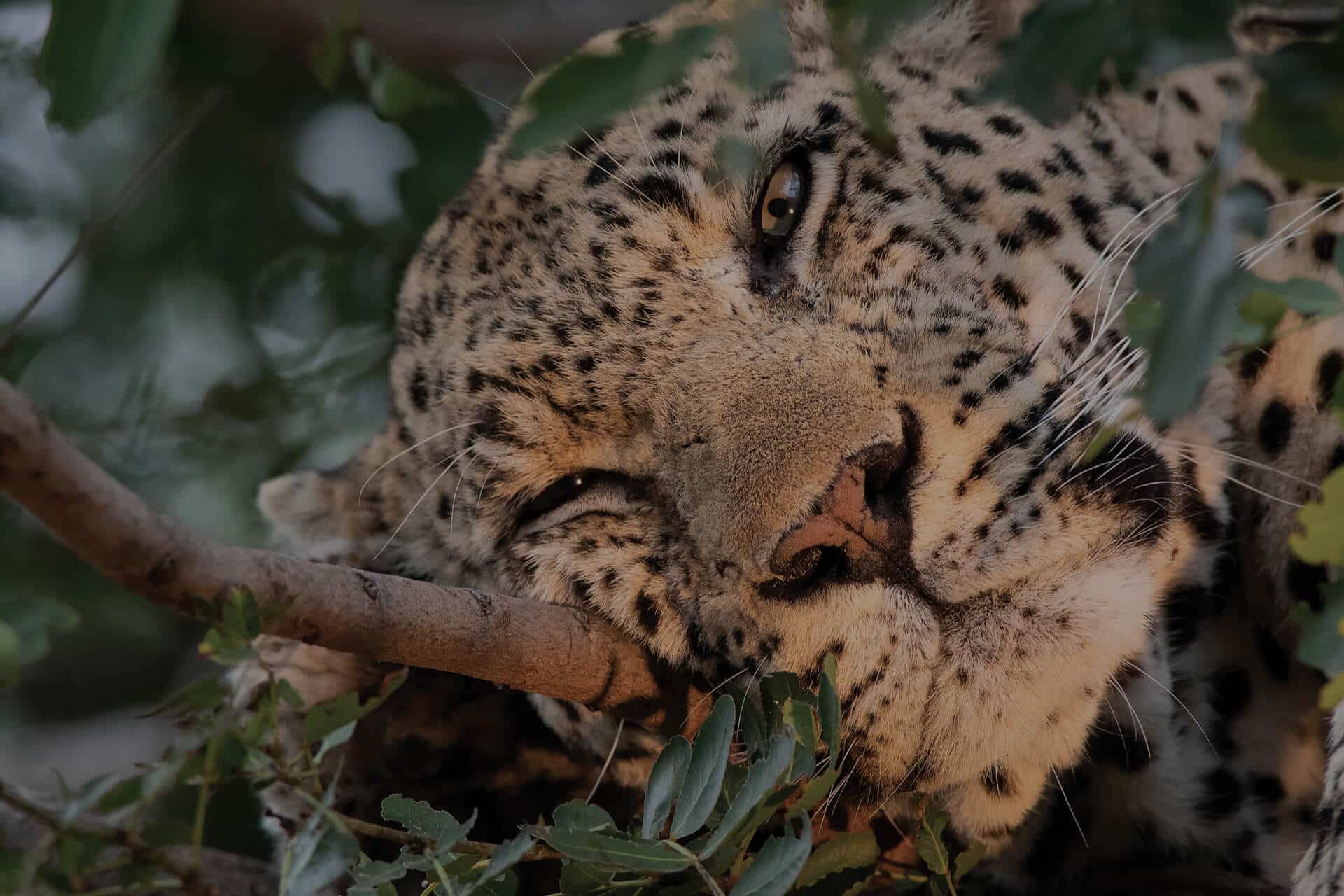 sabi-sands-game-reserve-leopard
