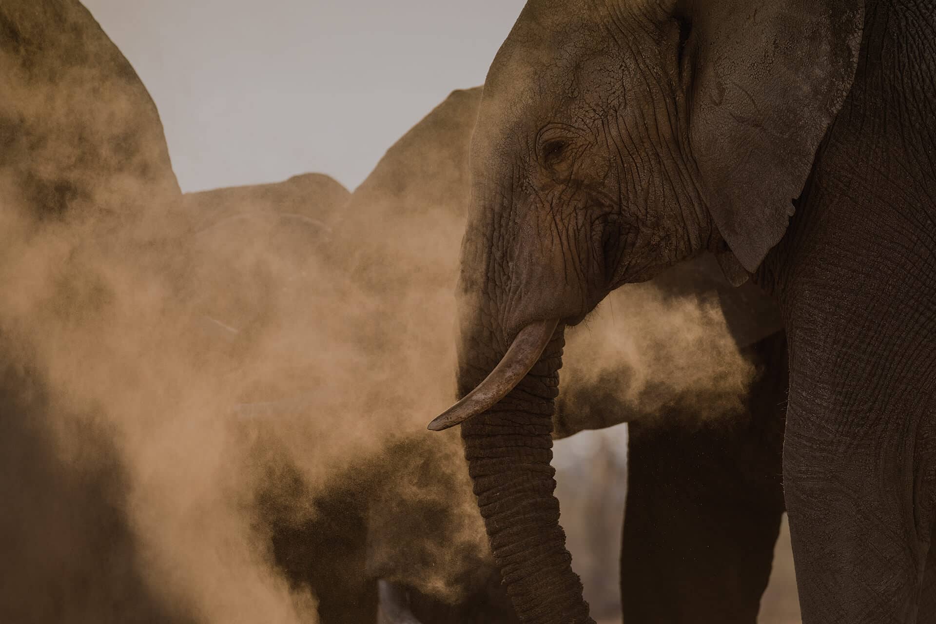 Close up of Elephants surrounded by other elephants. In Timbavati South Africa.