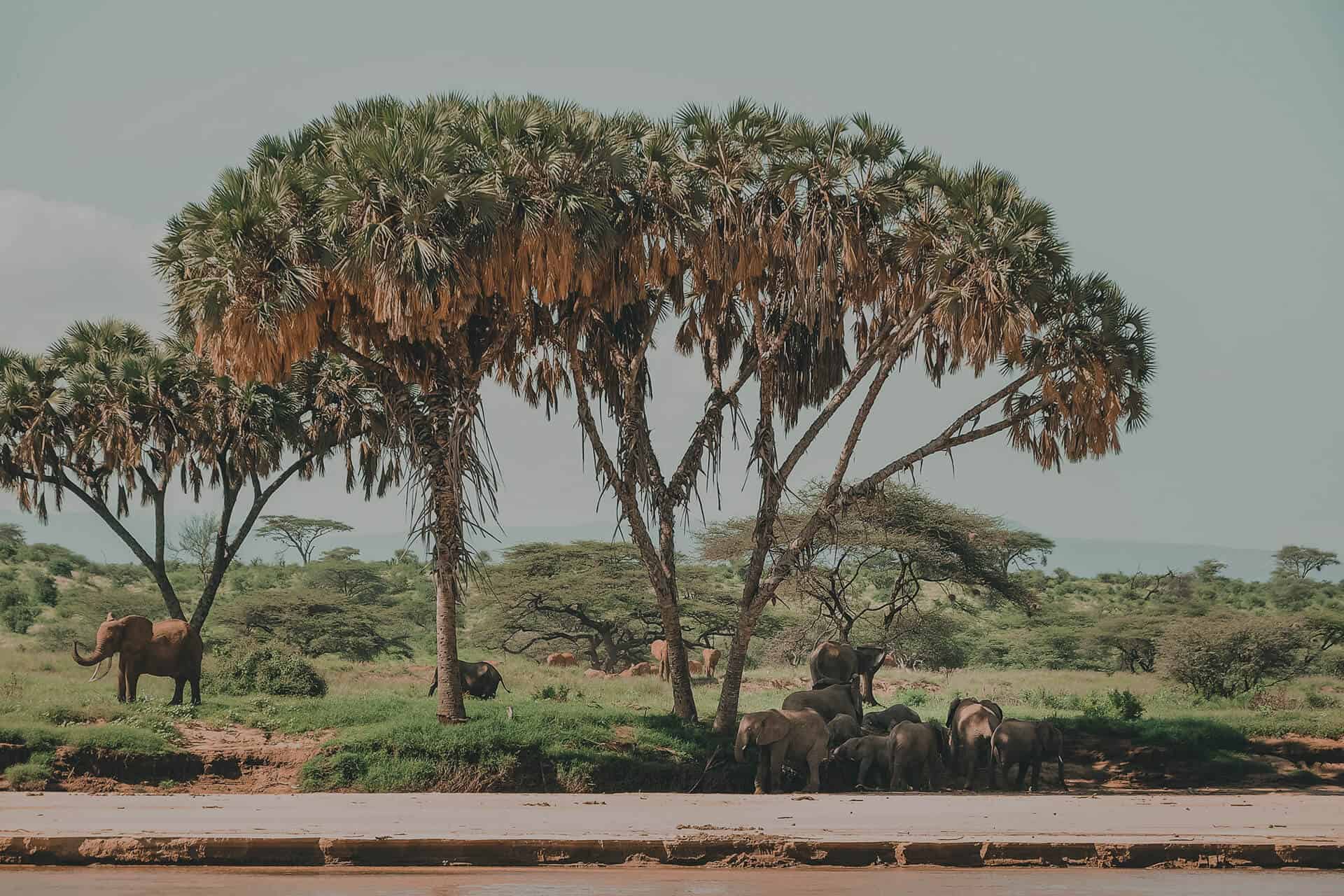 Group of elephants gathered under tall palm trees in a lush green landscape, with distant trees and a clear sky in the background, taken in Samburu National Park.