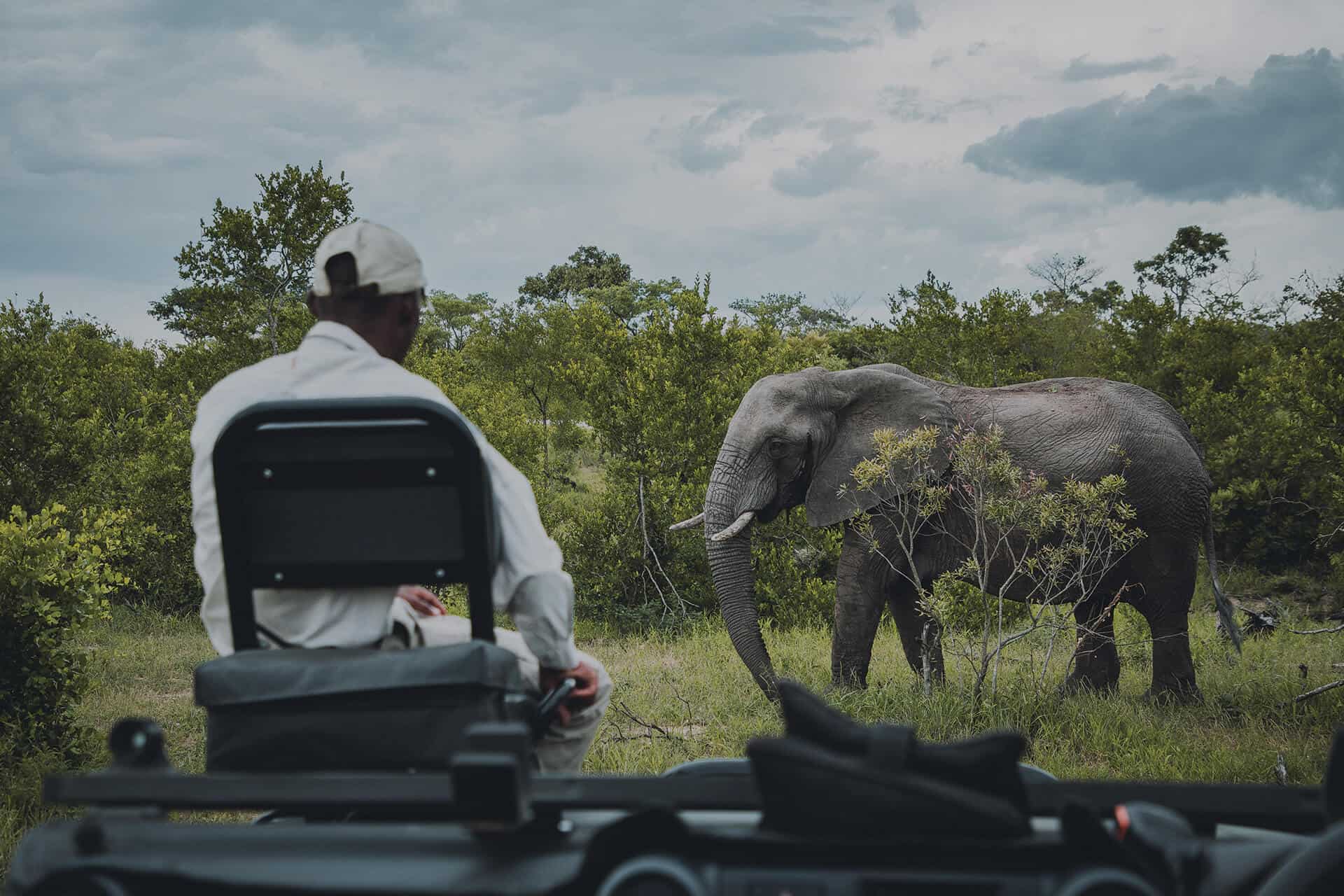 A safari guide observing an elephant from an open vehicle, with lush green vegetation and a cloudy sky in the background, taken in Madikwe Game Reserve, South Africa.