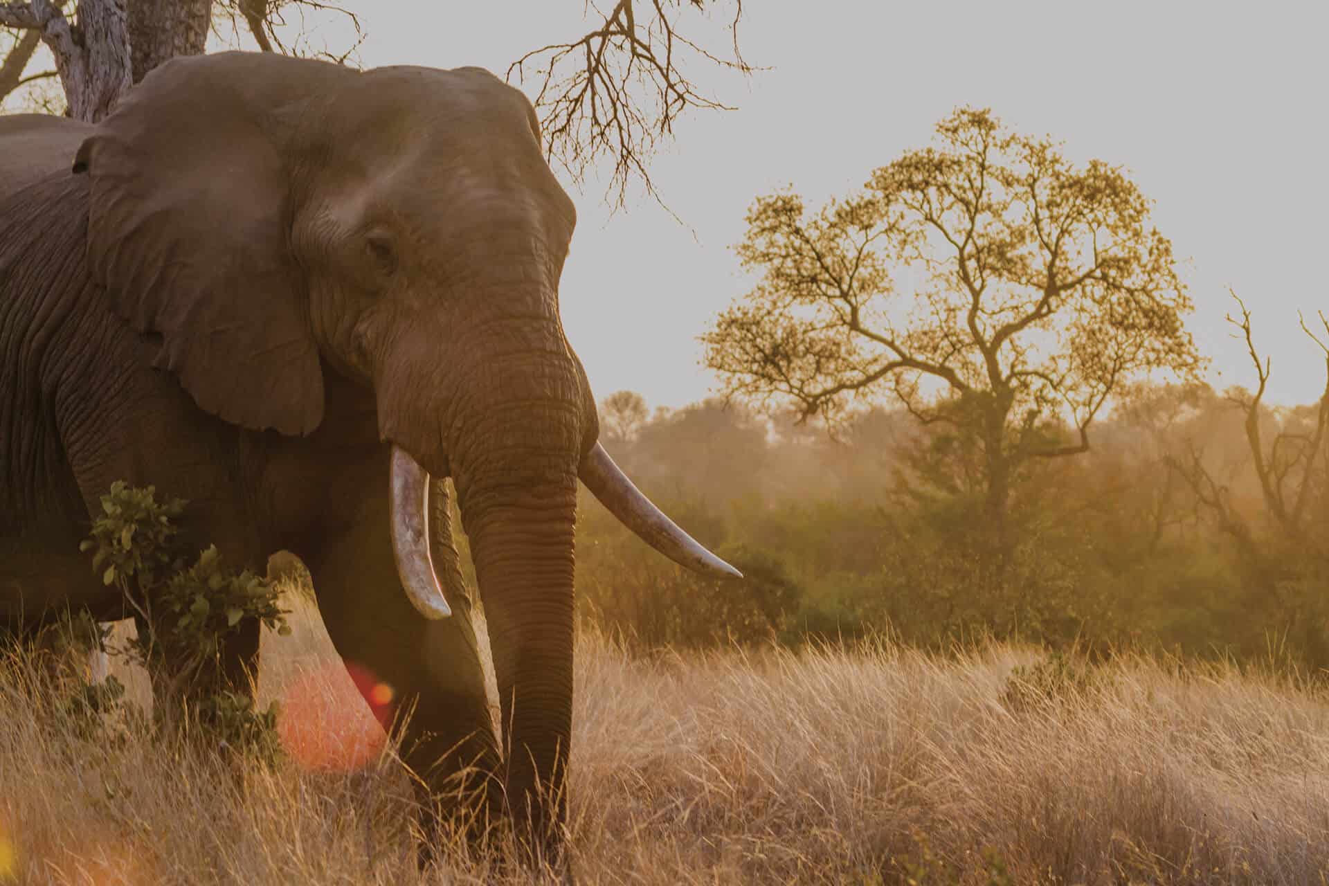 Close up of large elephant walking through South African Thorny bush game reserve vegetation in the sun.