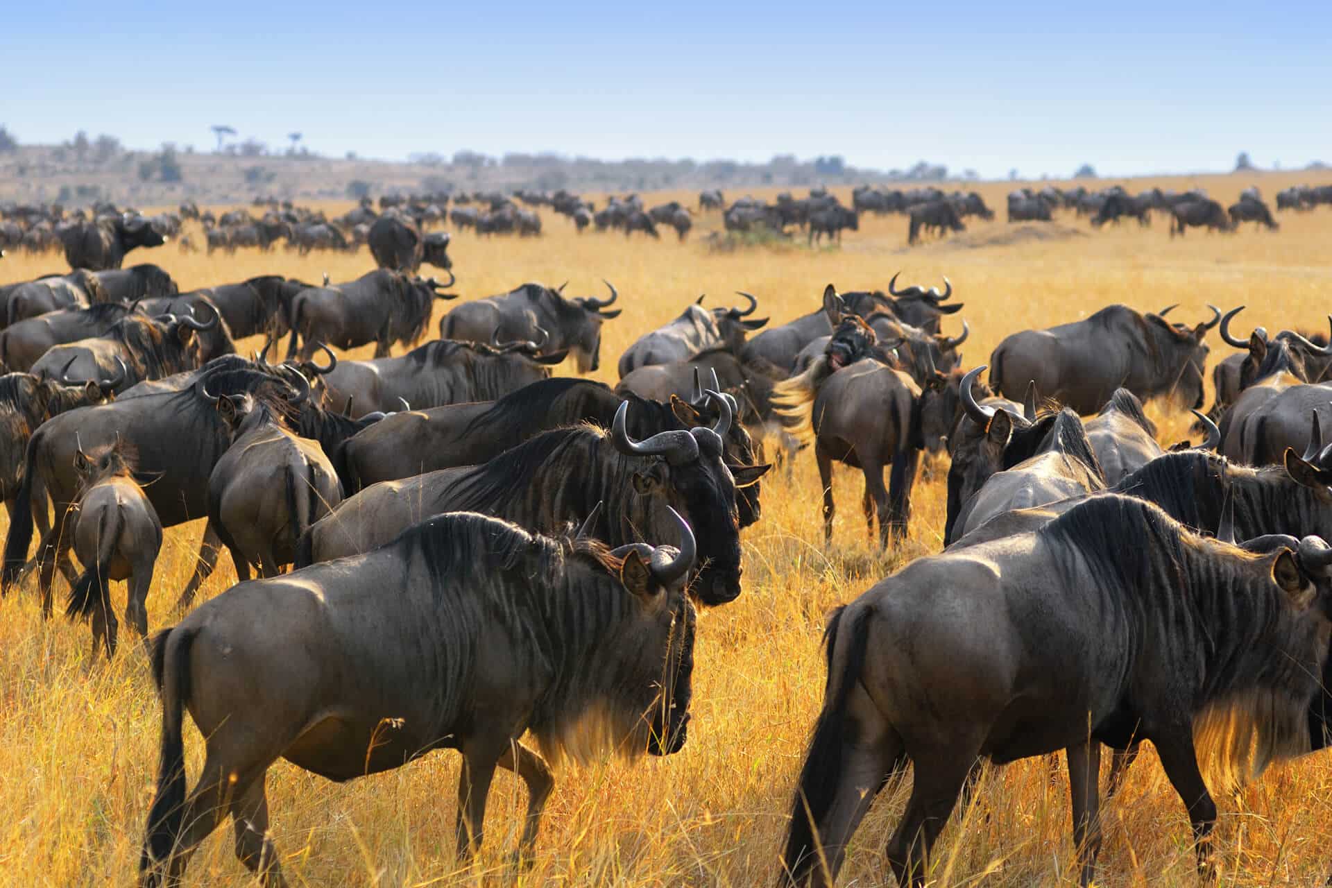 Buffaloes on great migration through Kenyan plains, under the warm glow of the African sun.