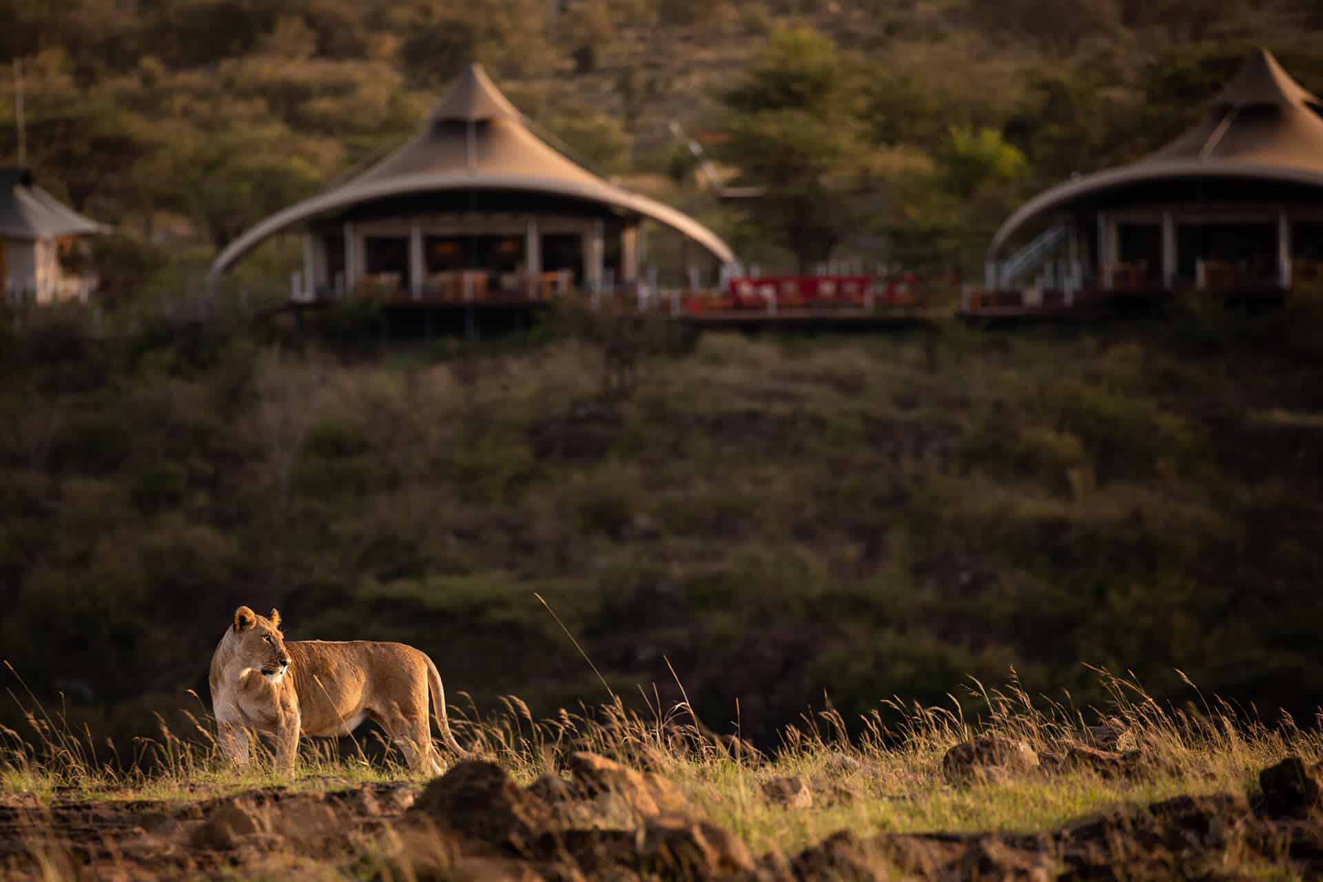 Lioness with Mahali Mzuri in the distance