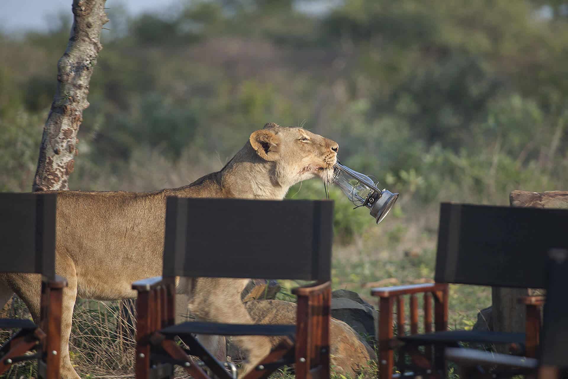 Lioness at Jabulani Safari