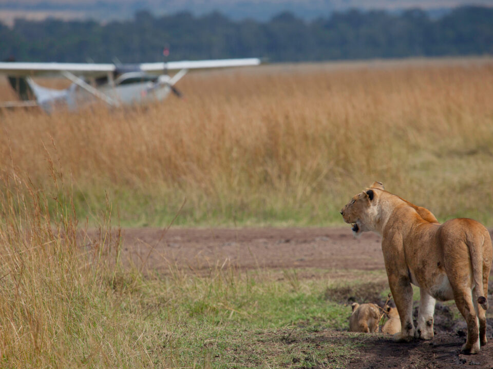 Lion on airstrip