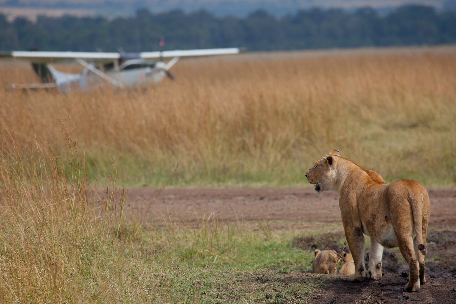 Lion on airstrip