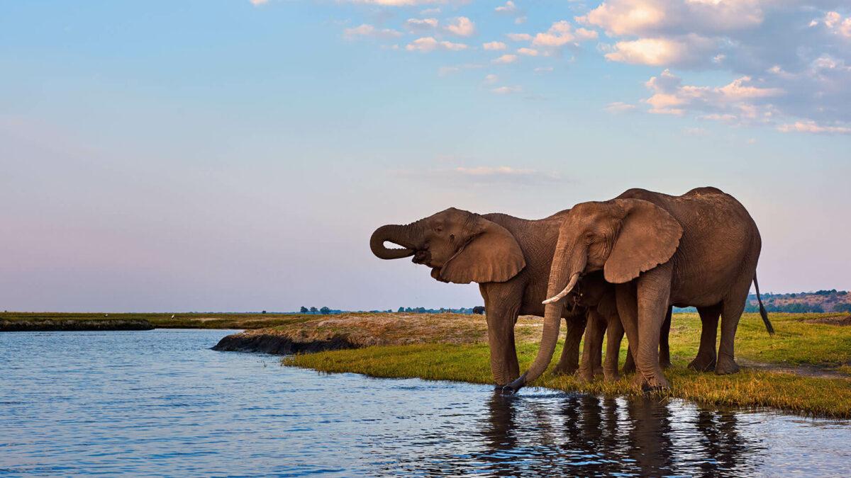 Chobe Water Villa Elephants Drinking Water good for a private safari