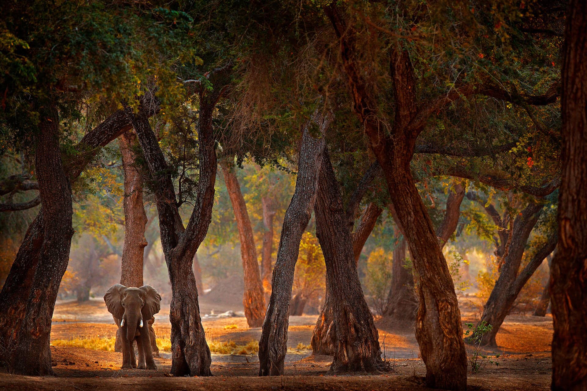 Elephant in Mana Pools, Zimbabwe