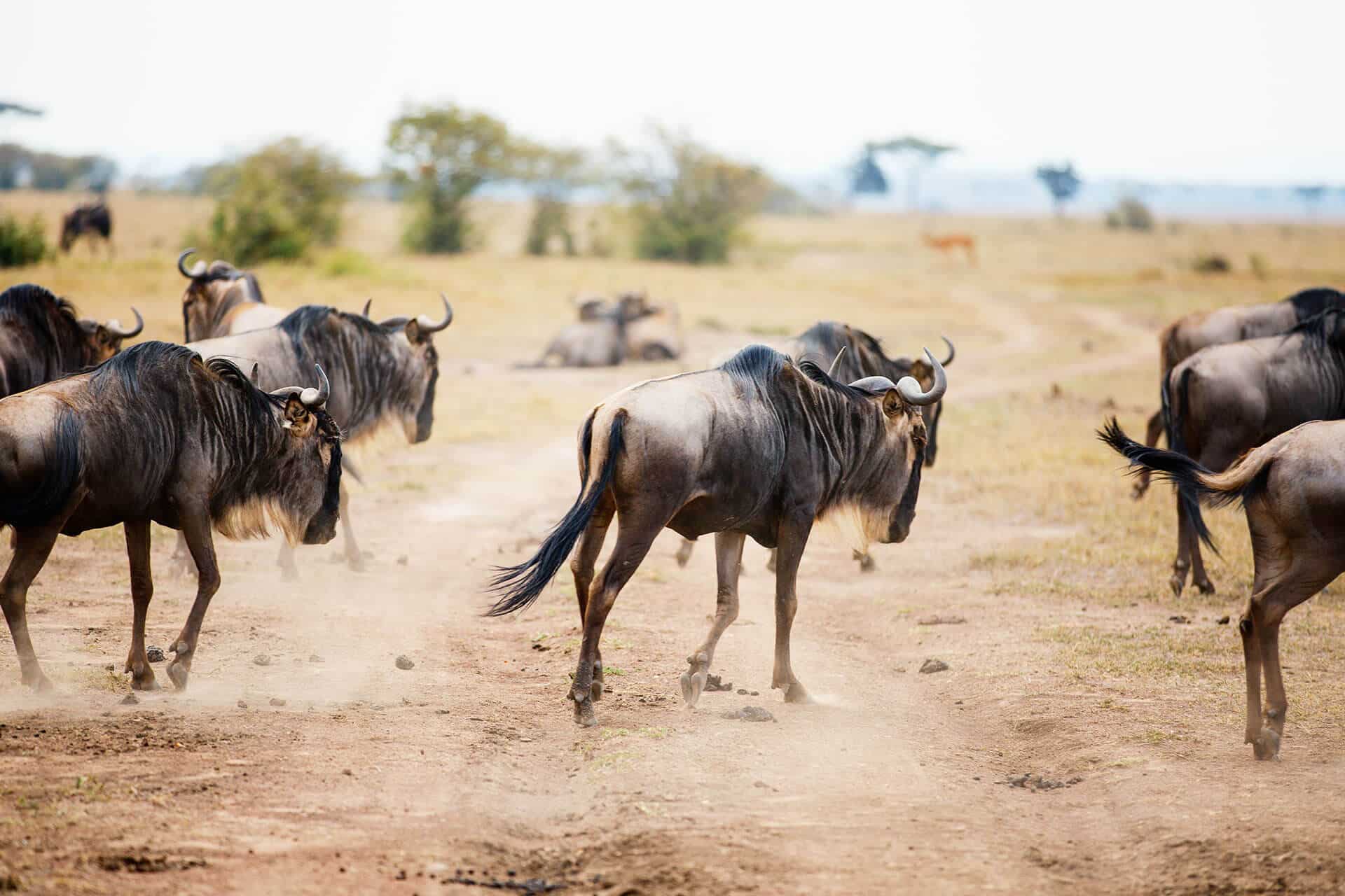 Wildebeest walking in Kenya - - one of the country's in the Africa travel restrictions Coronavirus information