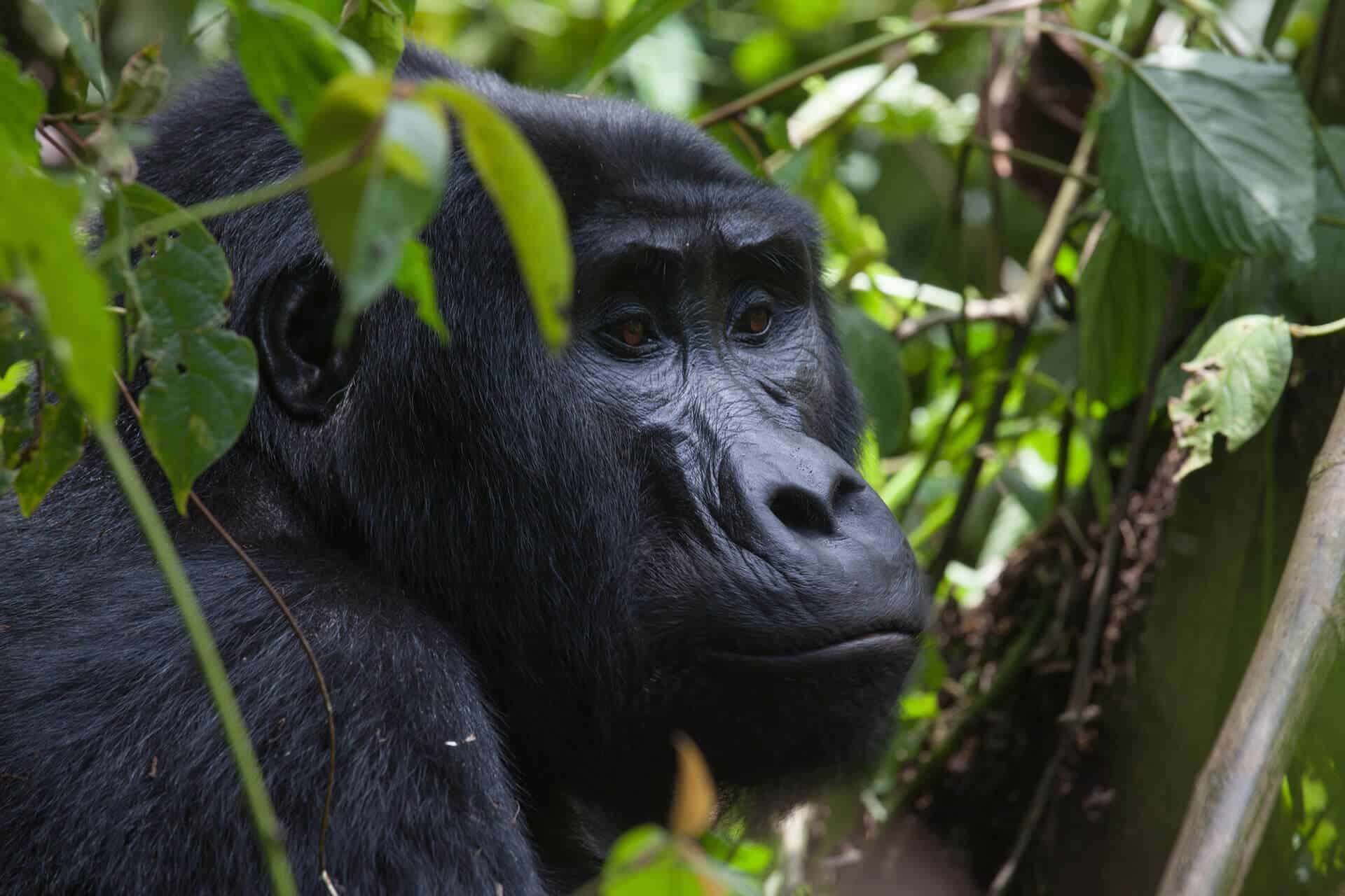 Combine Gorilla trekking with your Christmas in East Africa vacation