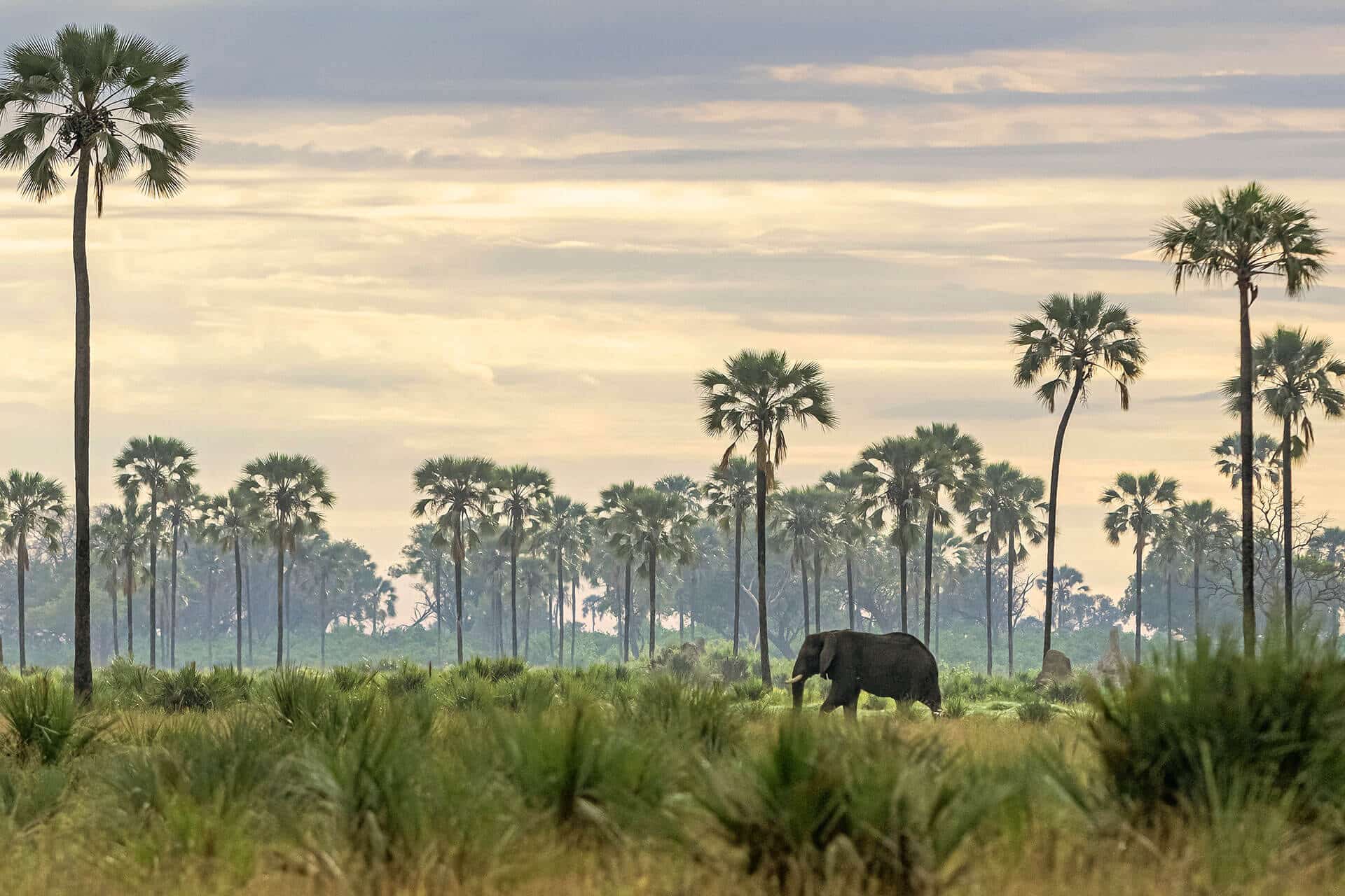 Elephant in the Okavango Delta during a bucket list travel trip