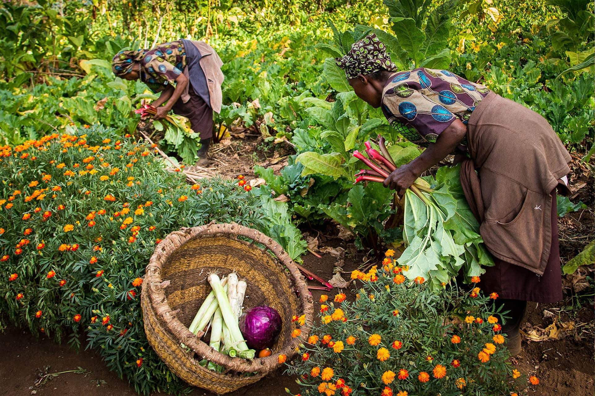 Harvesting fresh produce from the vegetable garden at Gibbs Farm - sustainable travel