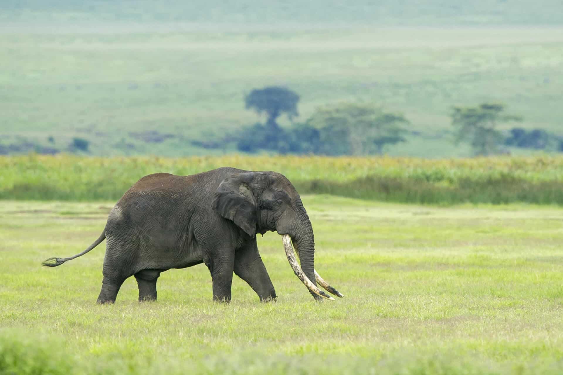 Elephant sighting in Ngorongoro Crater