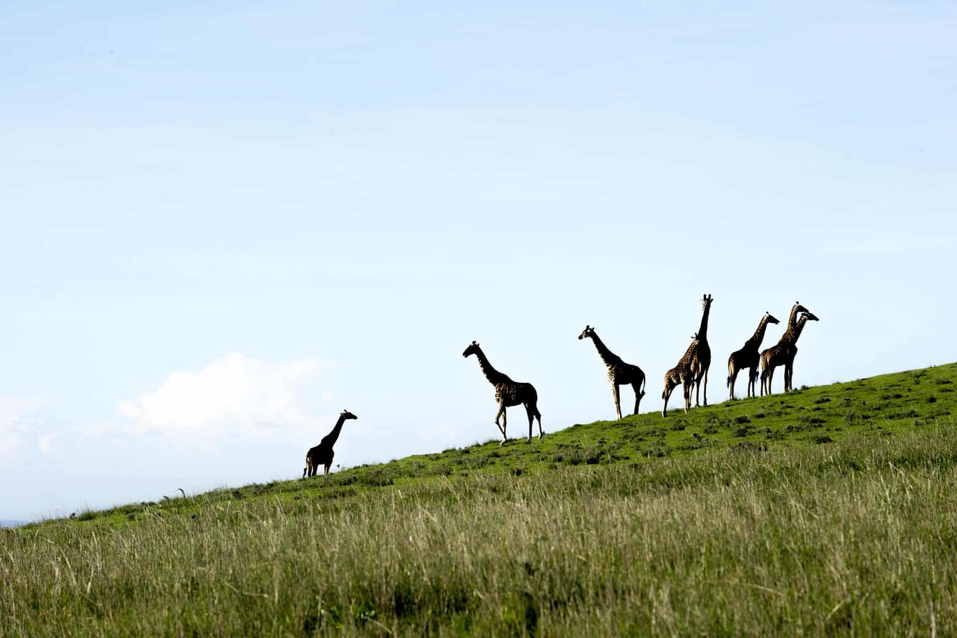 Giraffe in the Ngorongoro Highlands en route to Entamanu Ngorongoro
