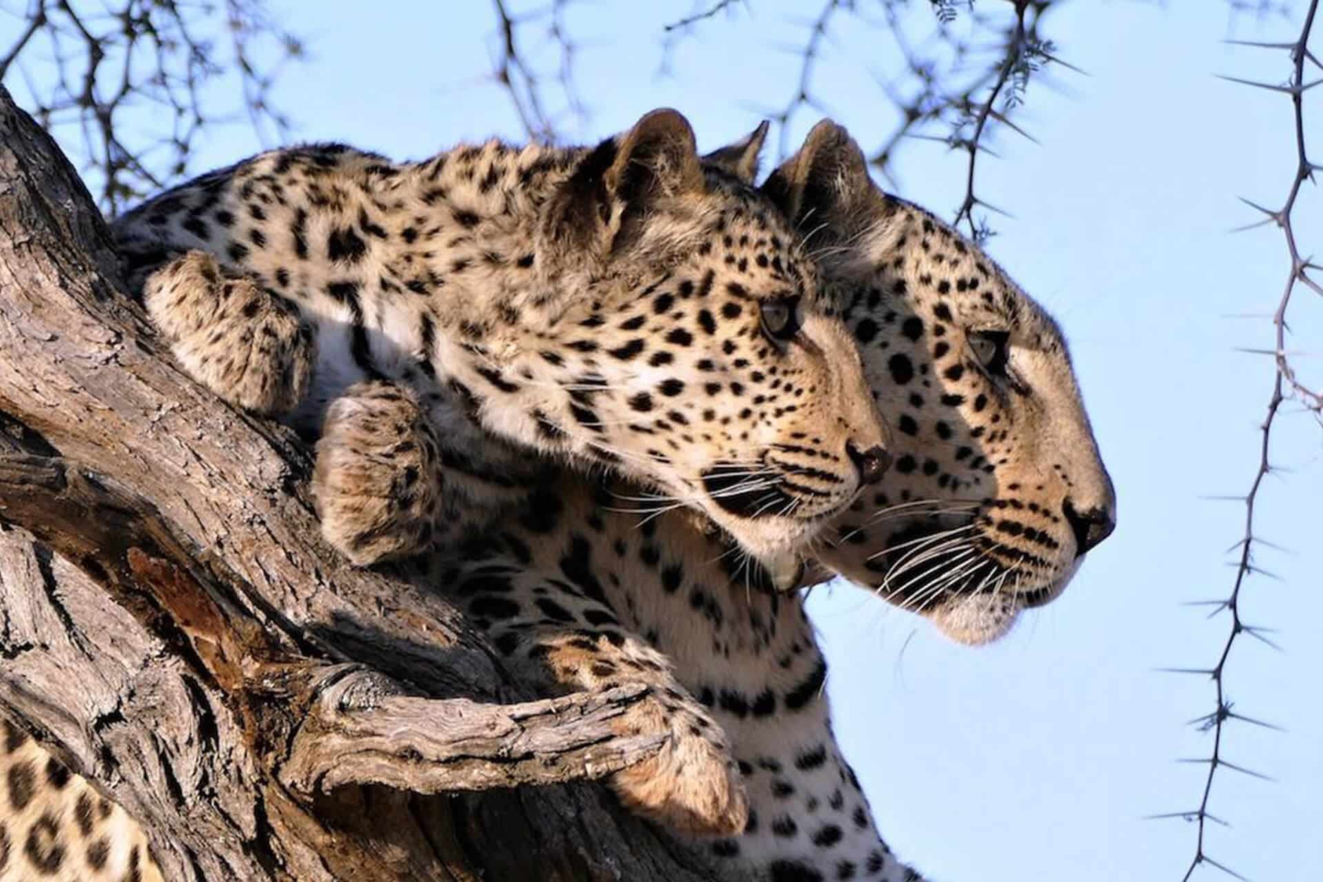 Leopard sighting while staying at one of the luxury safari villas