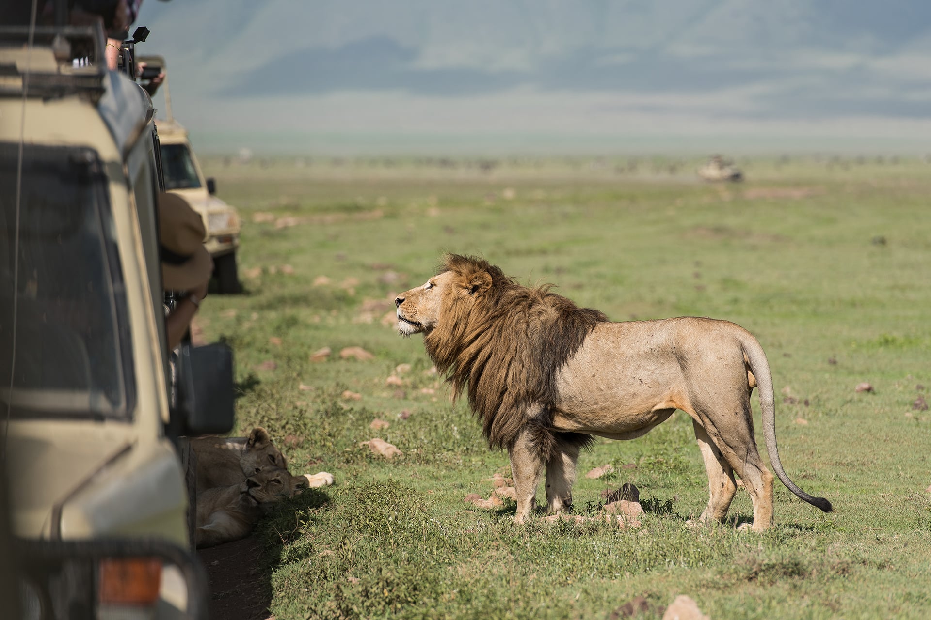 Lion sighting during a game drive while on a Tanzania safari