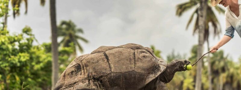 four-seasons-tortoise-sanctuary