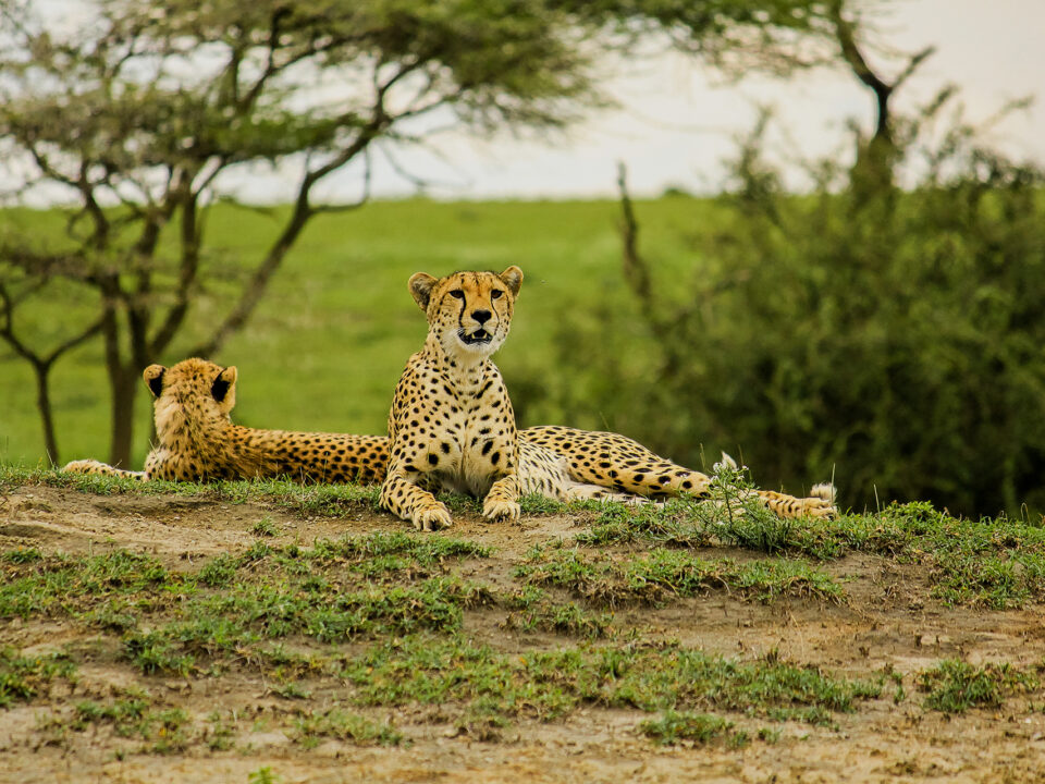 Cheetah Tanzania Safari Travel Log