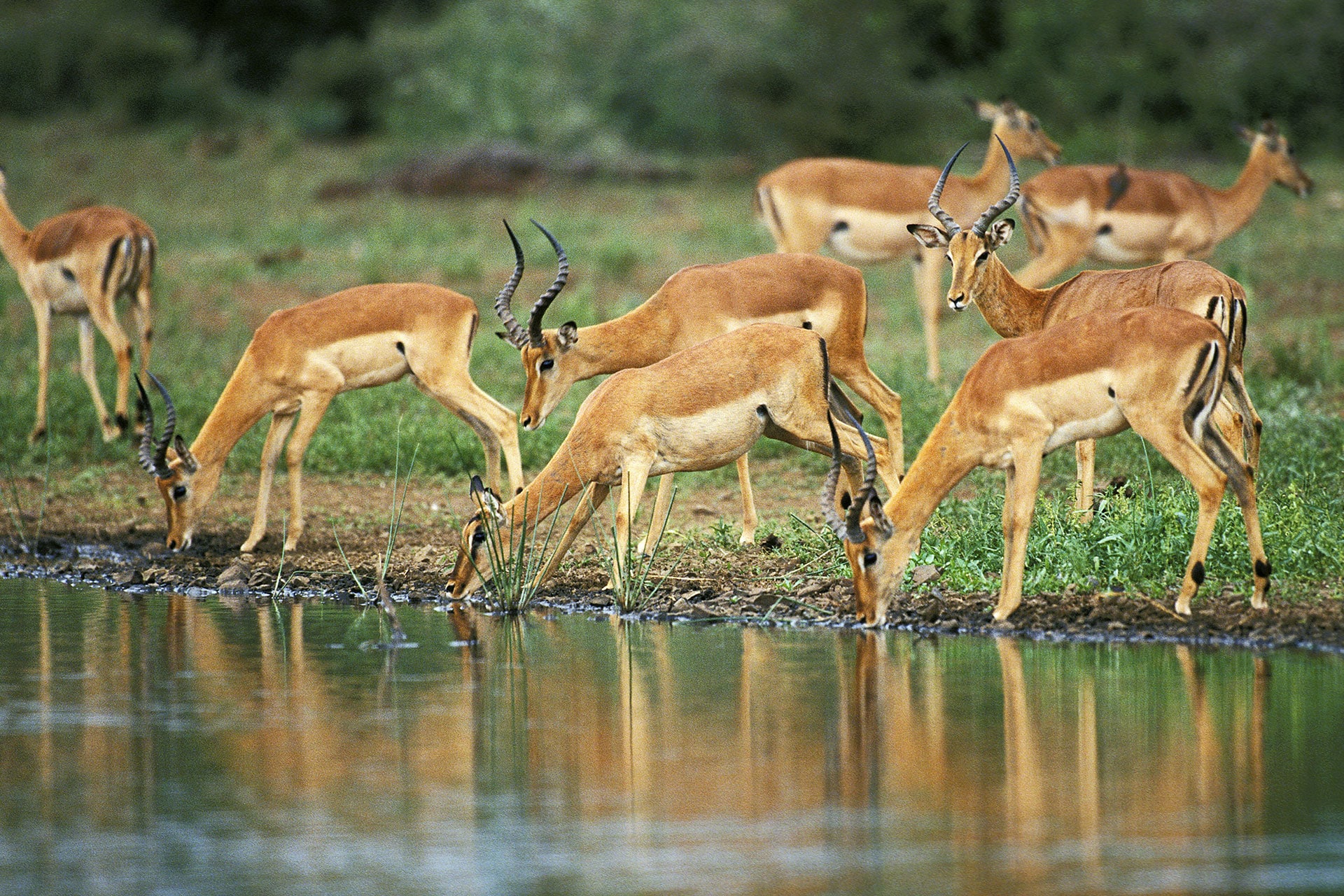 Impala drinking water which you can see at either masai mara vs serengeti