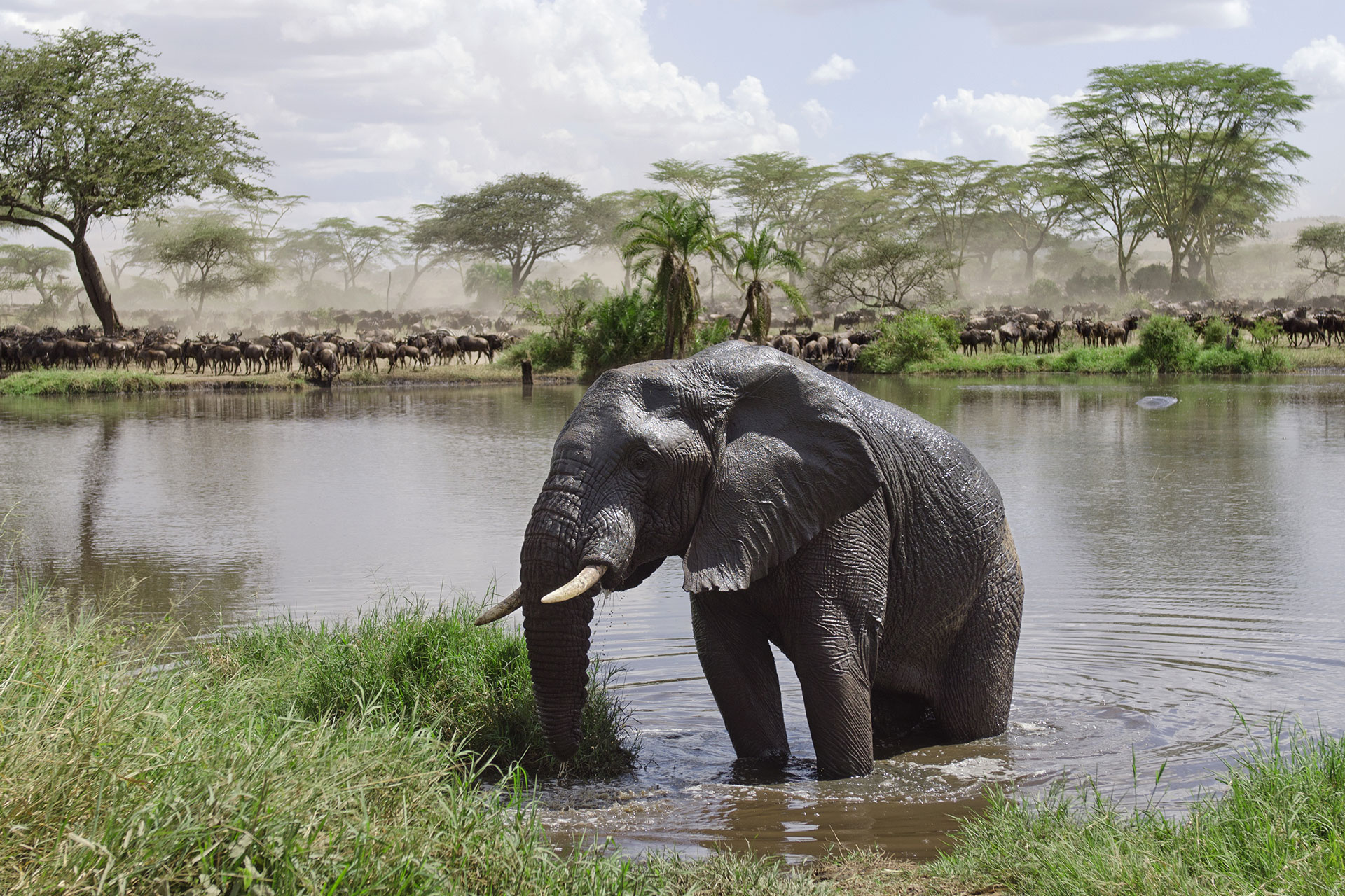 masai mara vs serengeti