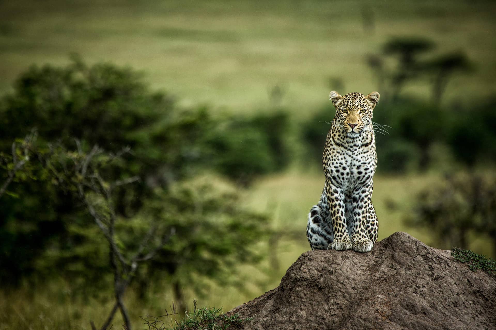 You can view a leopard while staying at one of the many masai mara safari lodges
