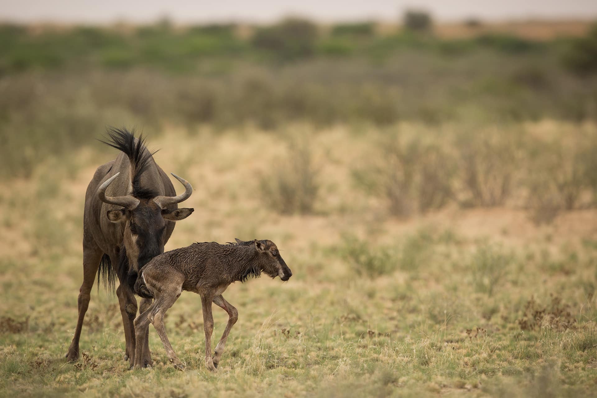 Wildebeest and Calf in the Serengeti