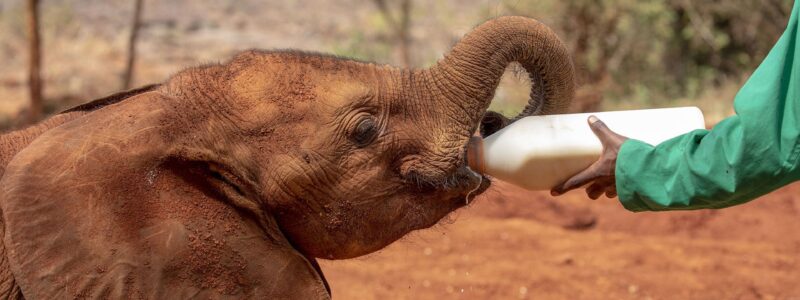 The Palacina Elephant Feeding