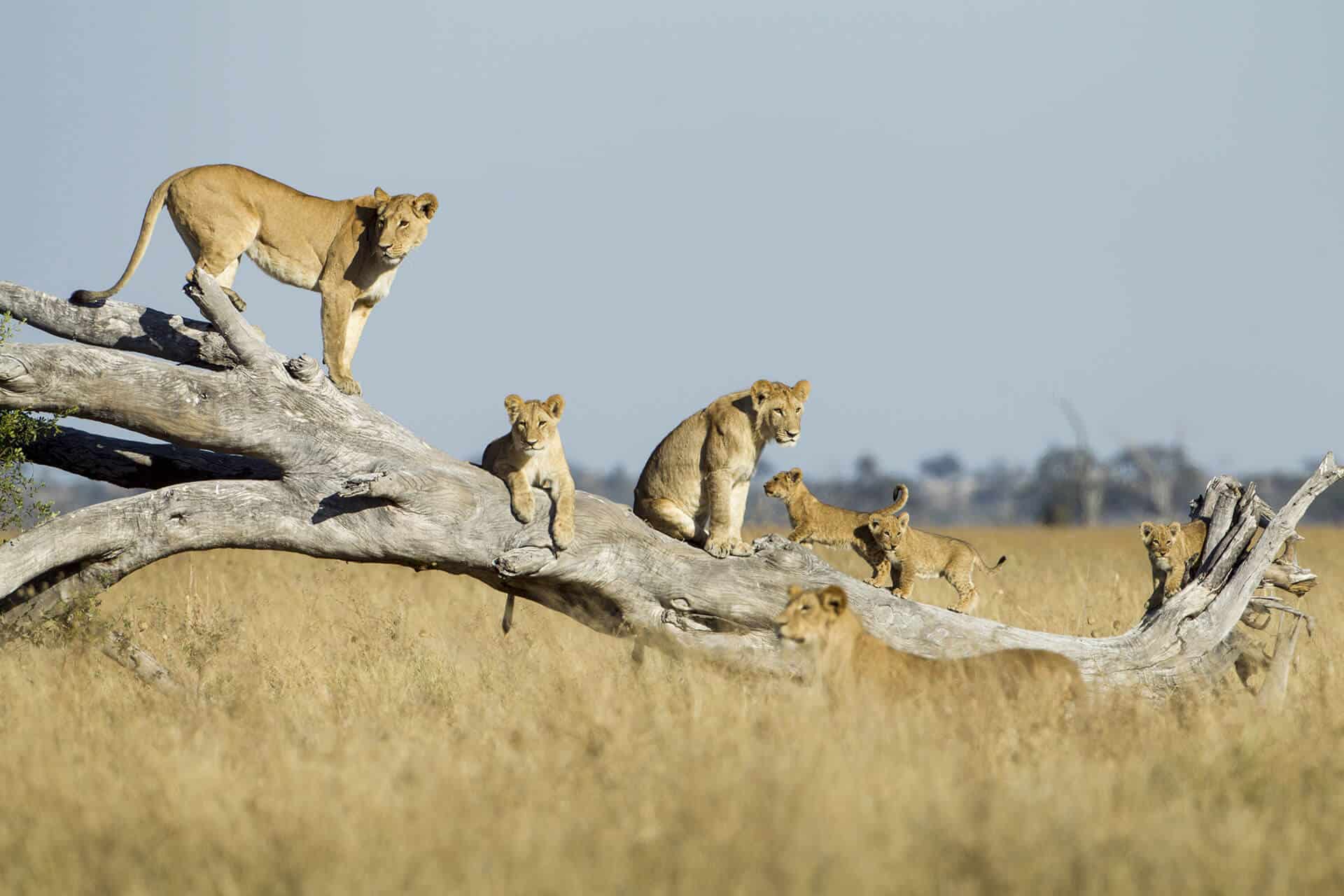 luxury family safaris