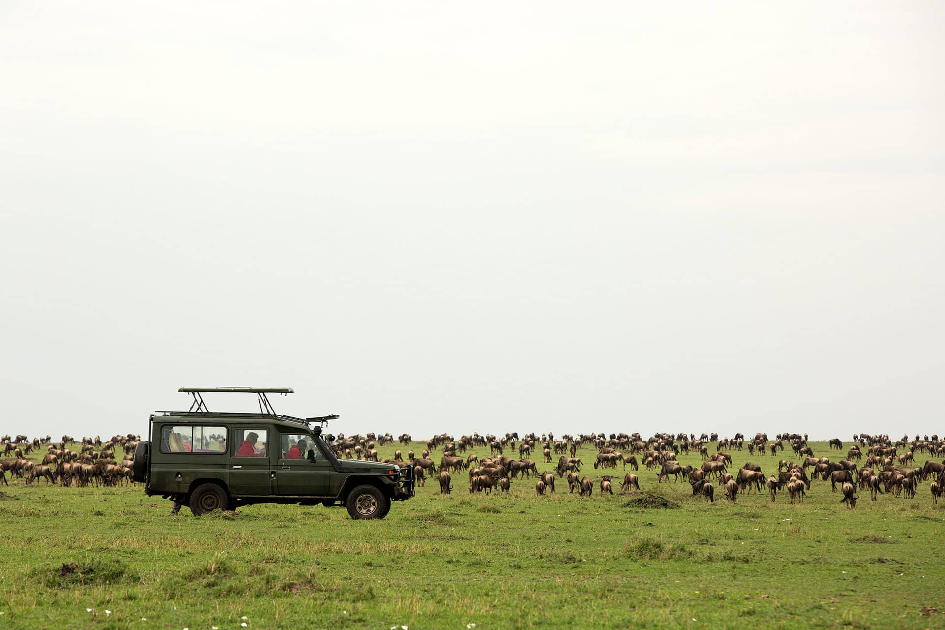 Safari vehicle and wildebeest herds in the Serengeti