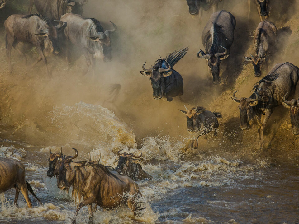 Masai Mara vs Serengeti Imagery