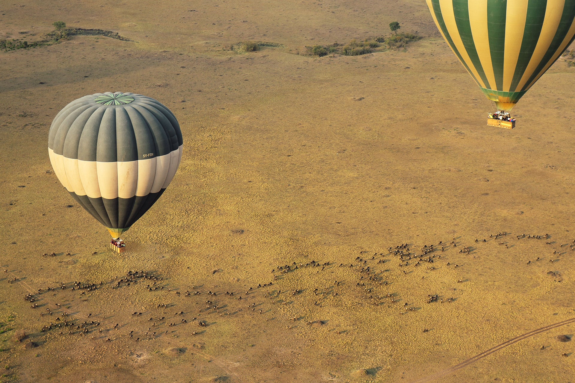 migration-balloon
