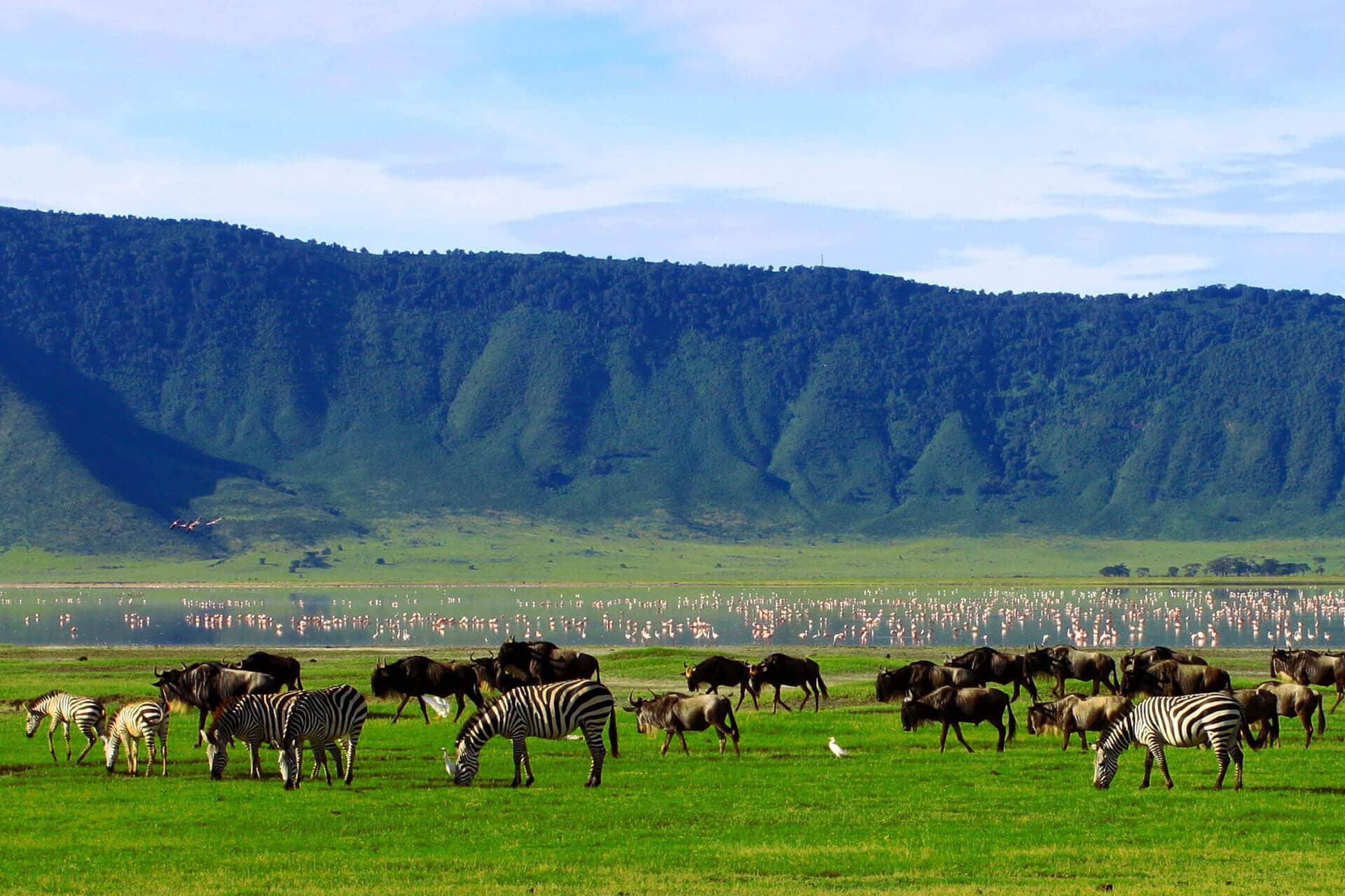 Wildebeest in the Ngorongoro Crater, Tanzania