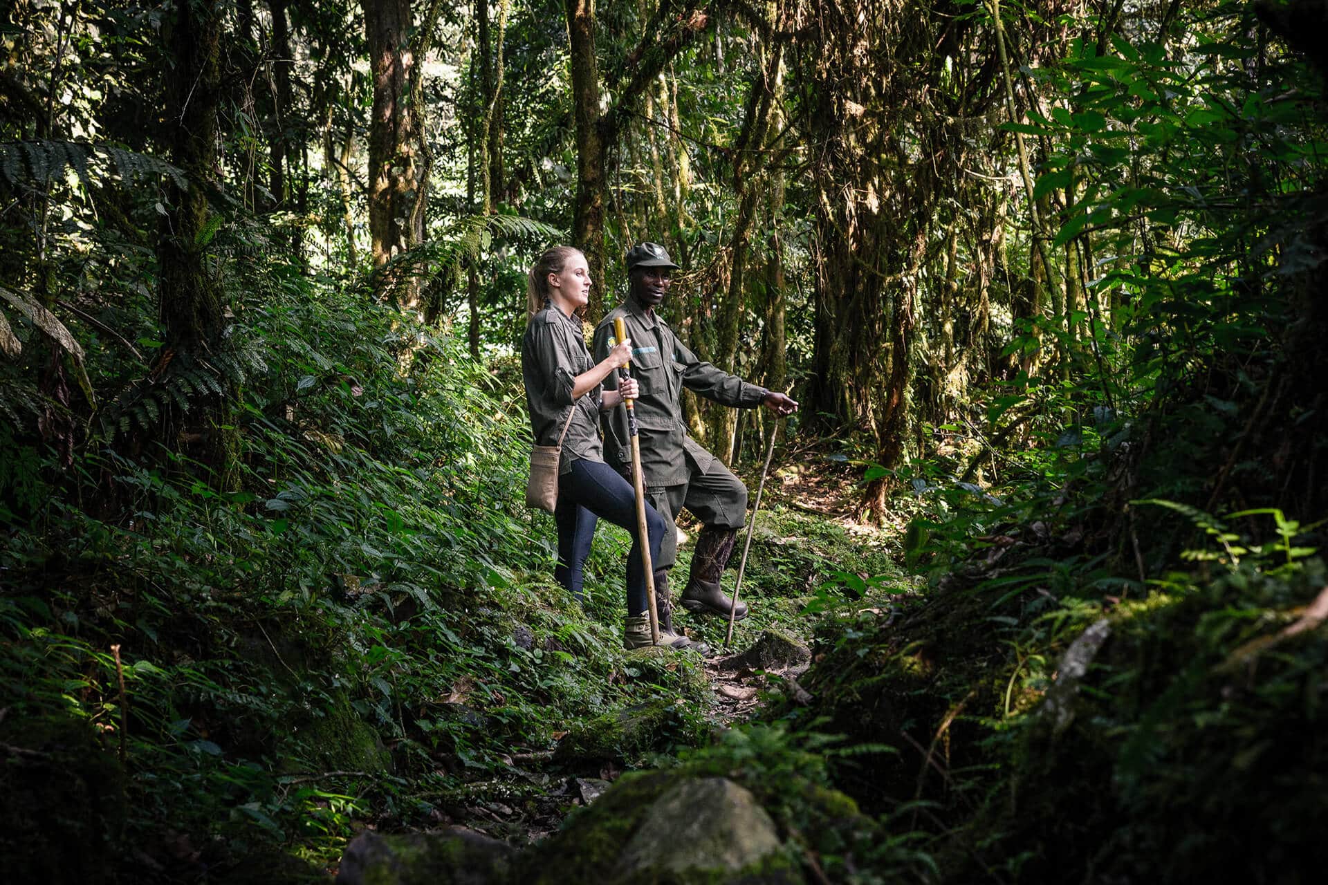 Woman and safari tour guide holding sticks trekking through lush green forests of Rwanda. African safari.