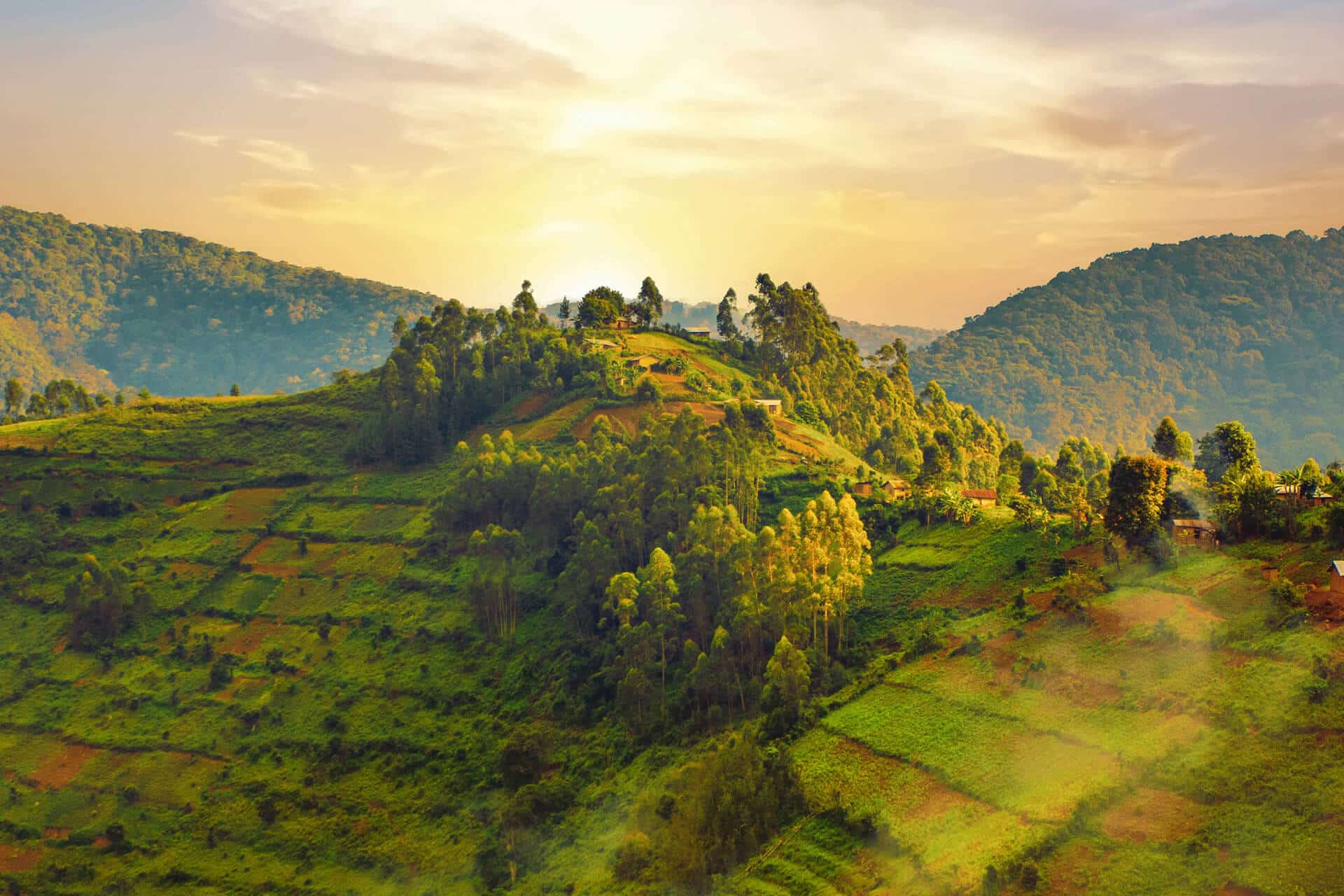 Best view of lush green Ugandan scenery, hills and trees, illuminated by golden sunset. Luxury African safari.