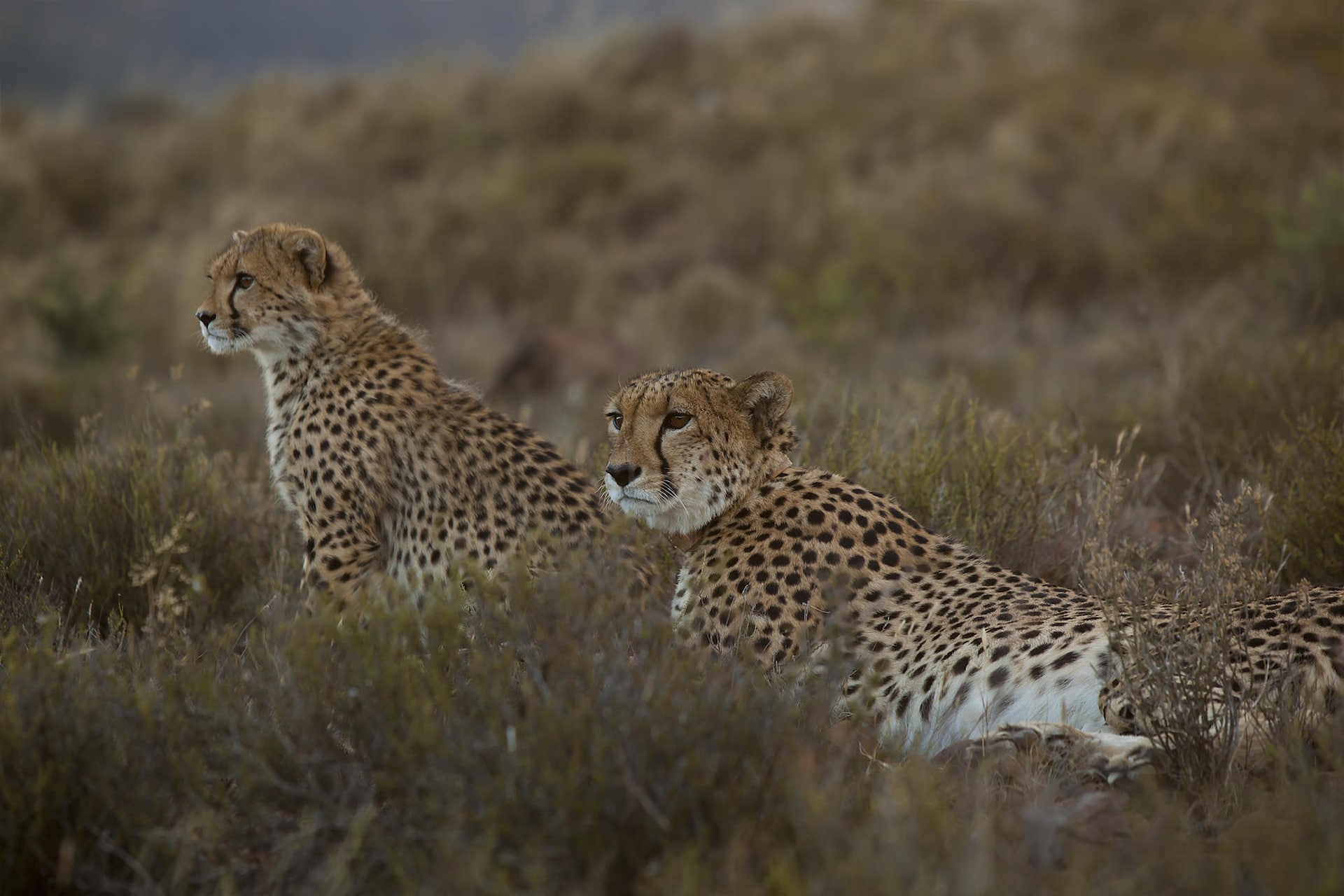 cheetah-conservation-samara