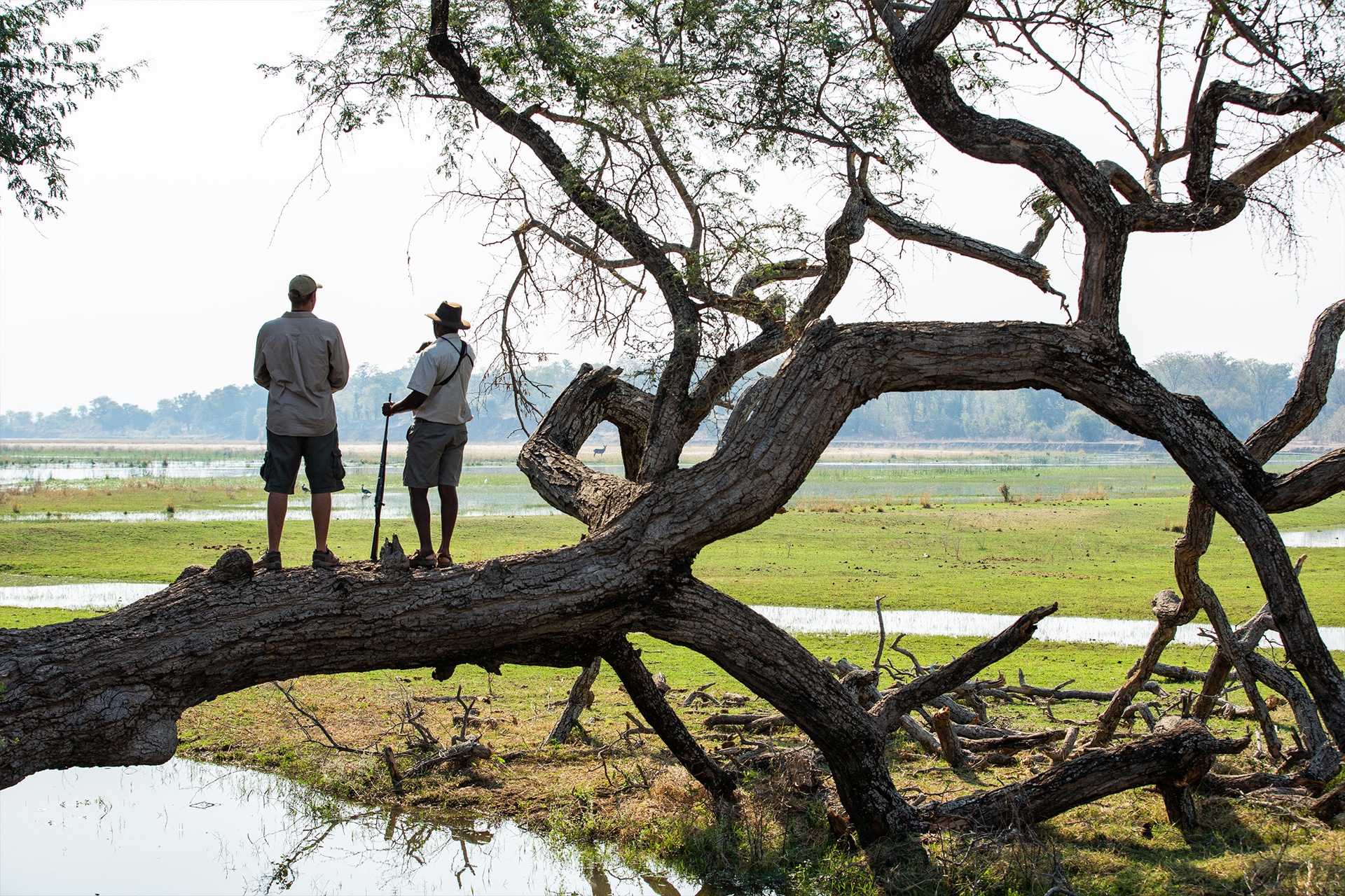 walking safaris