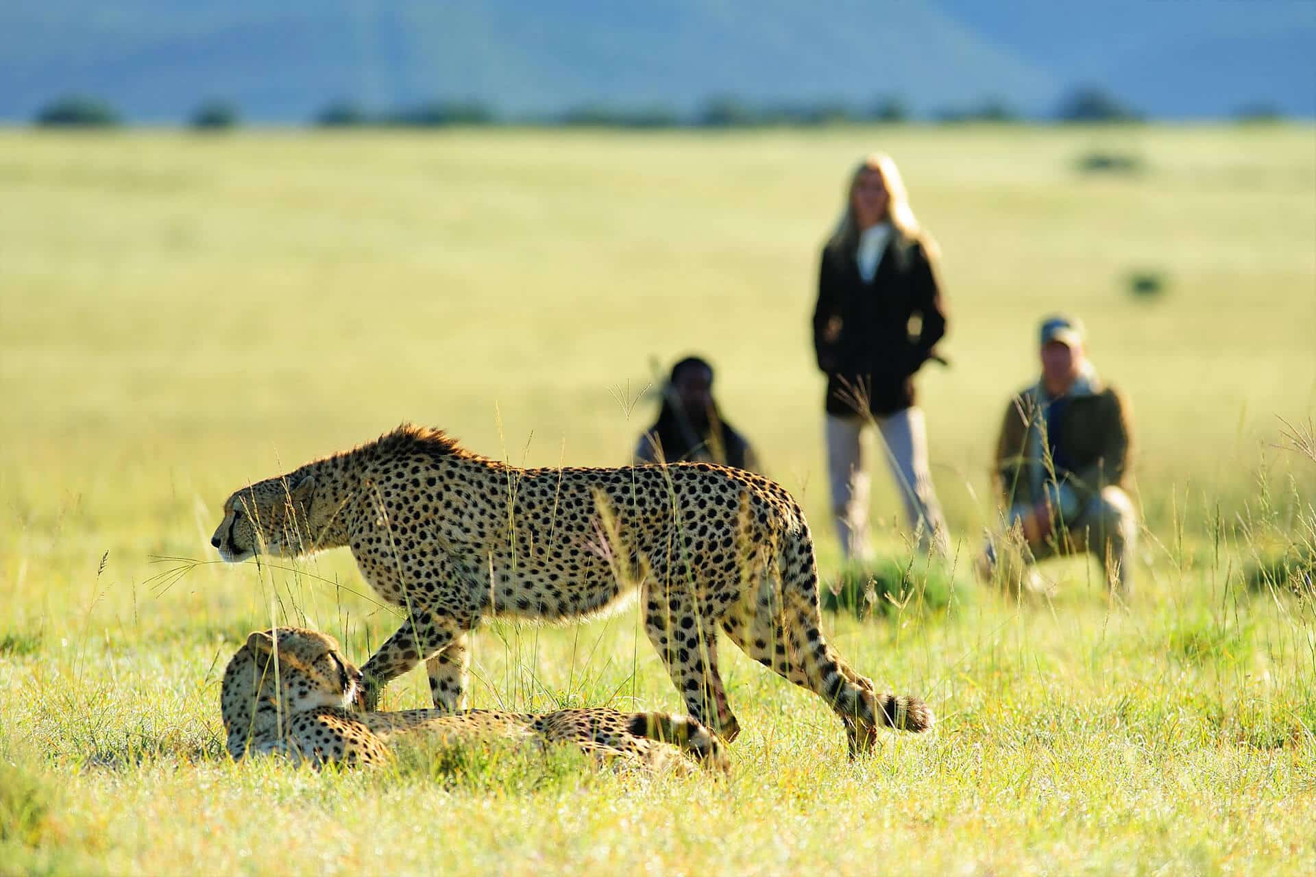 walking safaris