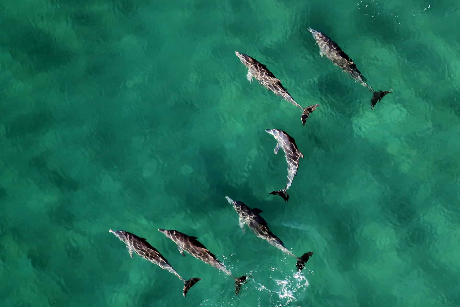 Zanzibar sea animals swimming through turquoise waters. African safari.