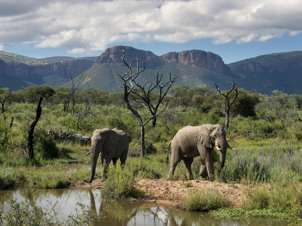 Elephants at a watering hole during a malaria-free safari in south africa