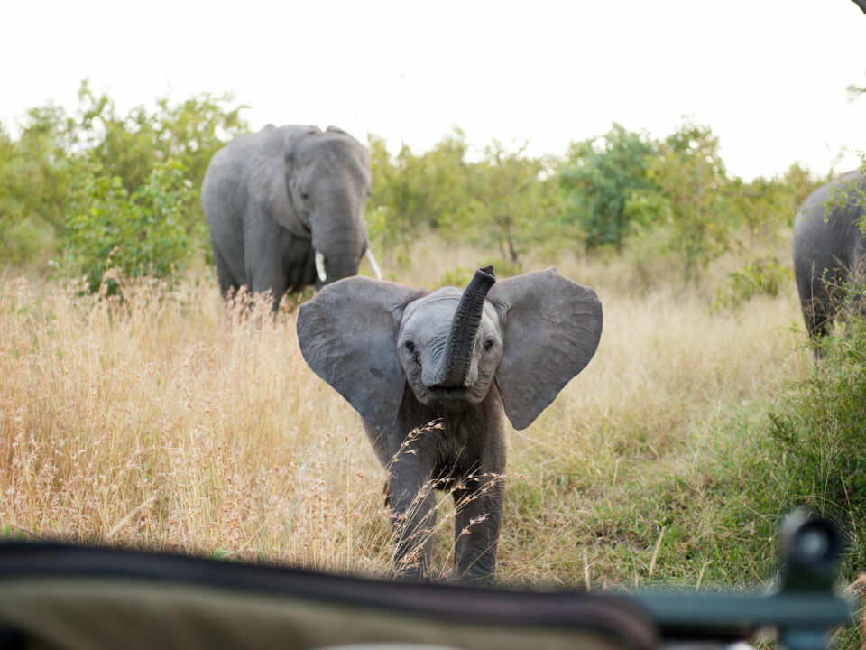 Baby elephant during a game drive which can be seen during an African safari with children