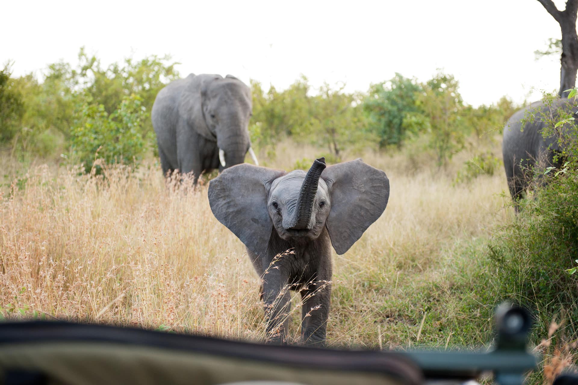 Baby elephant during a game drive which can be seen during an African safari with children