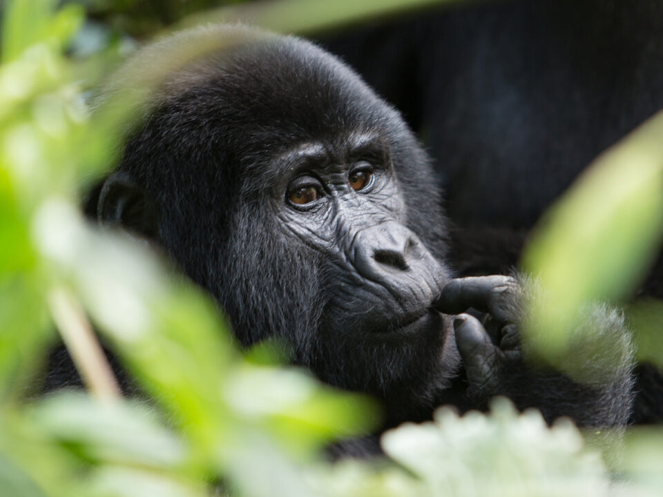 Gorilla closeup at Gorilla Trekking, Rwanda