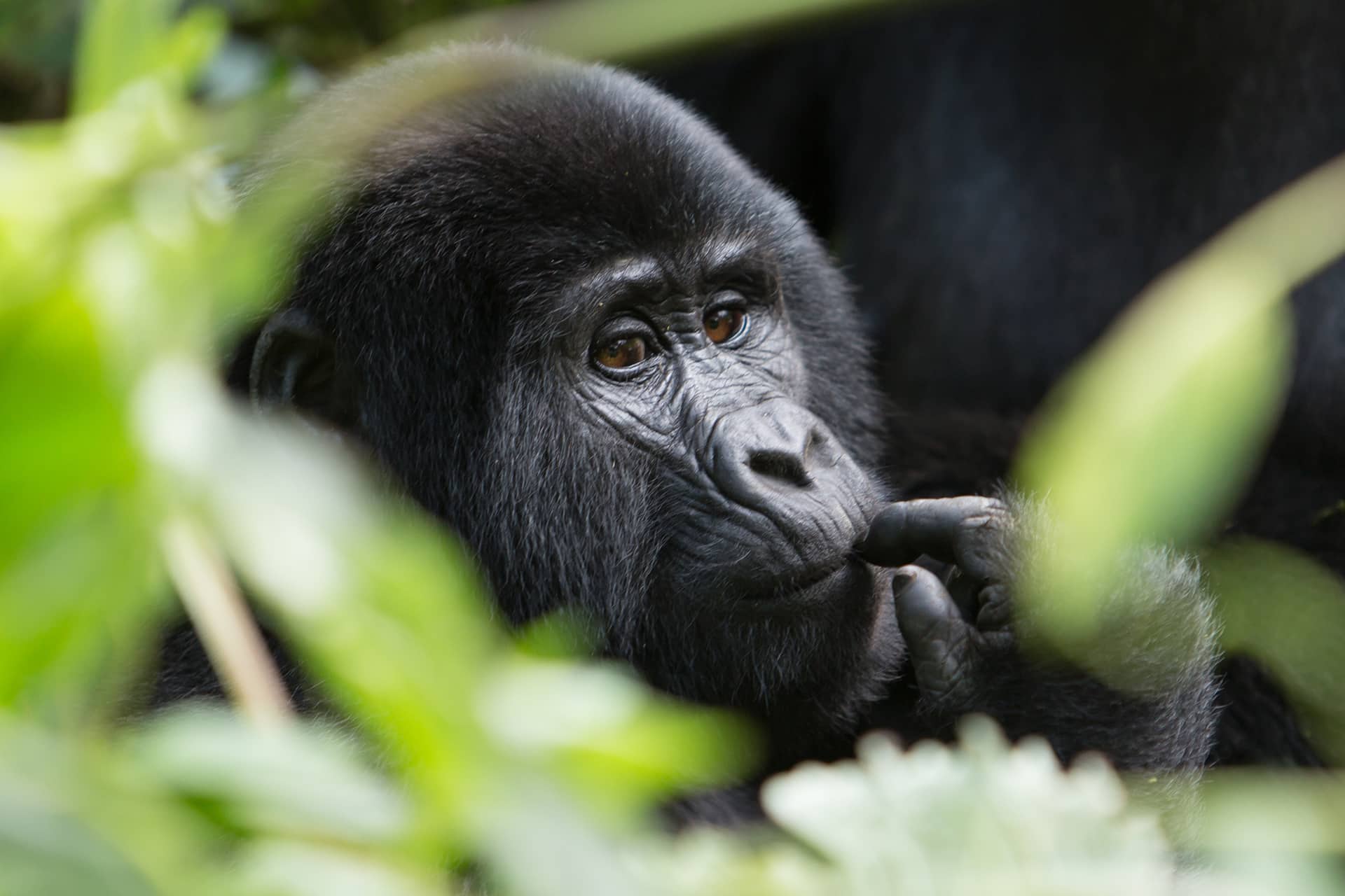 Gorilla closeup at Gorilla Trekking, Rwanda