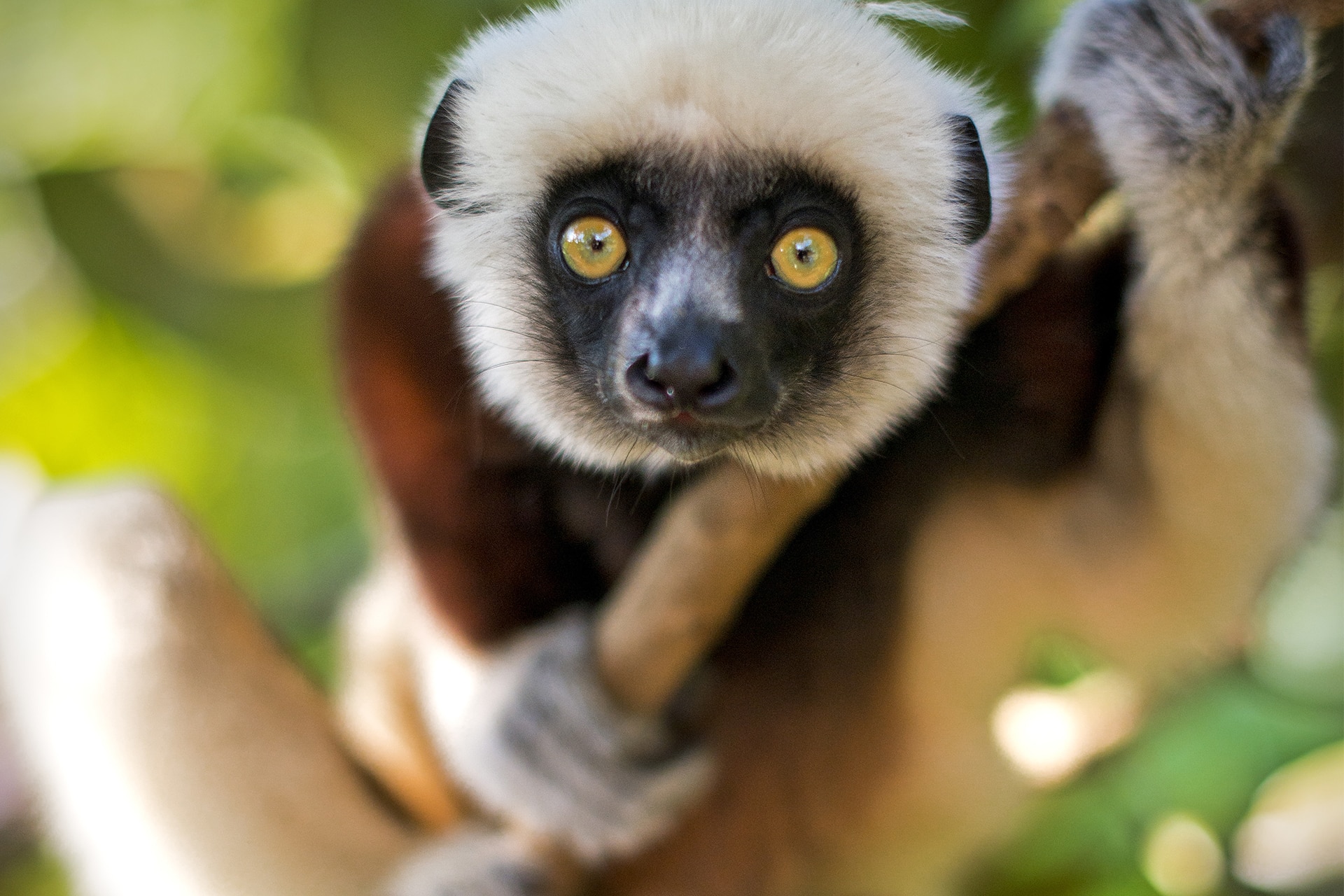 Lemur closeup at Lemur Trekking, Madagascar